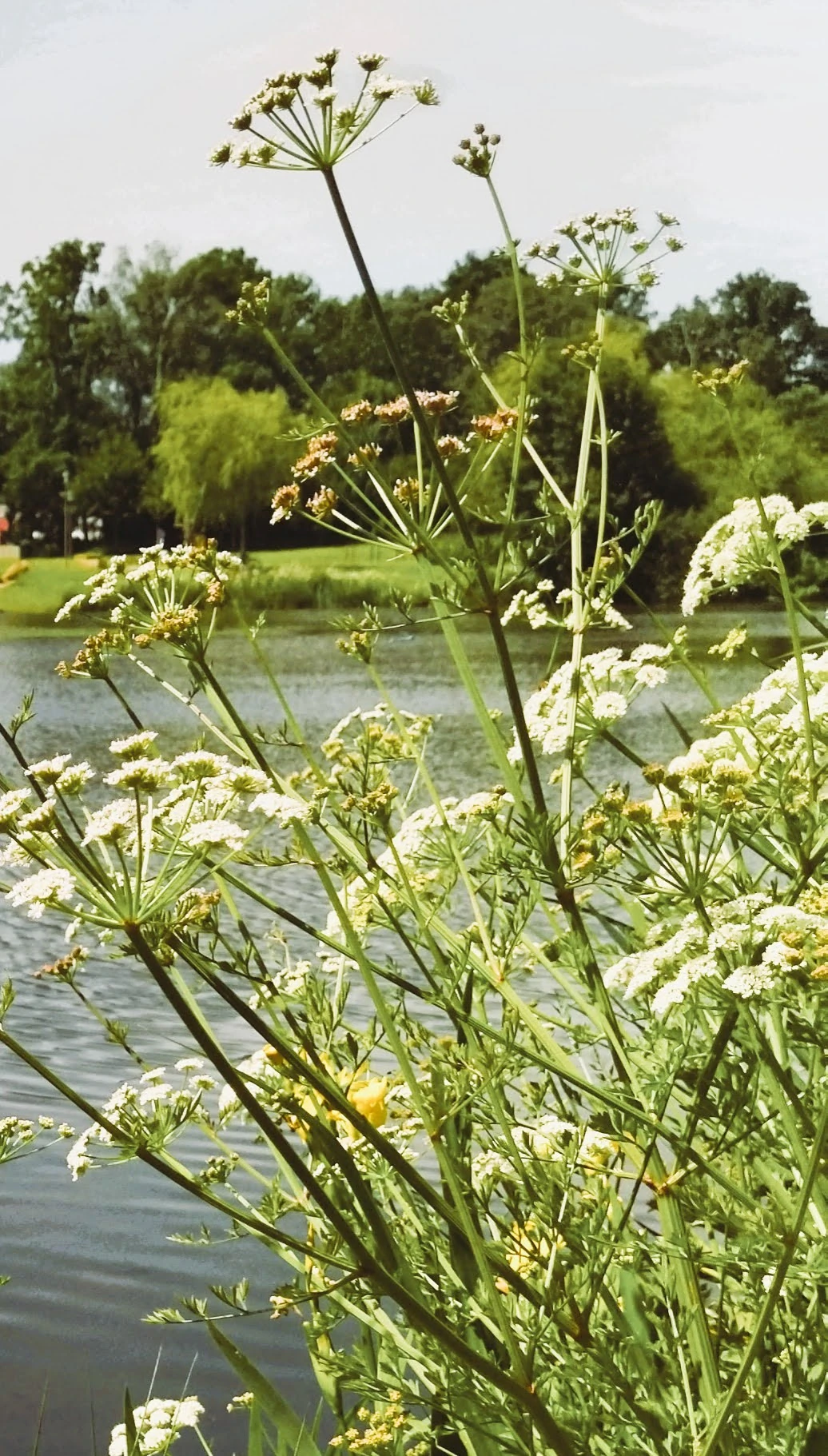 Fleurs au bord de l’eau, nature et sérénité