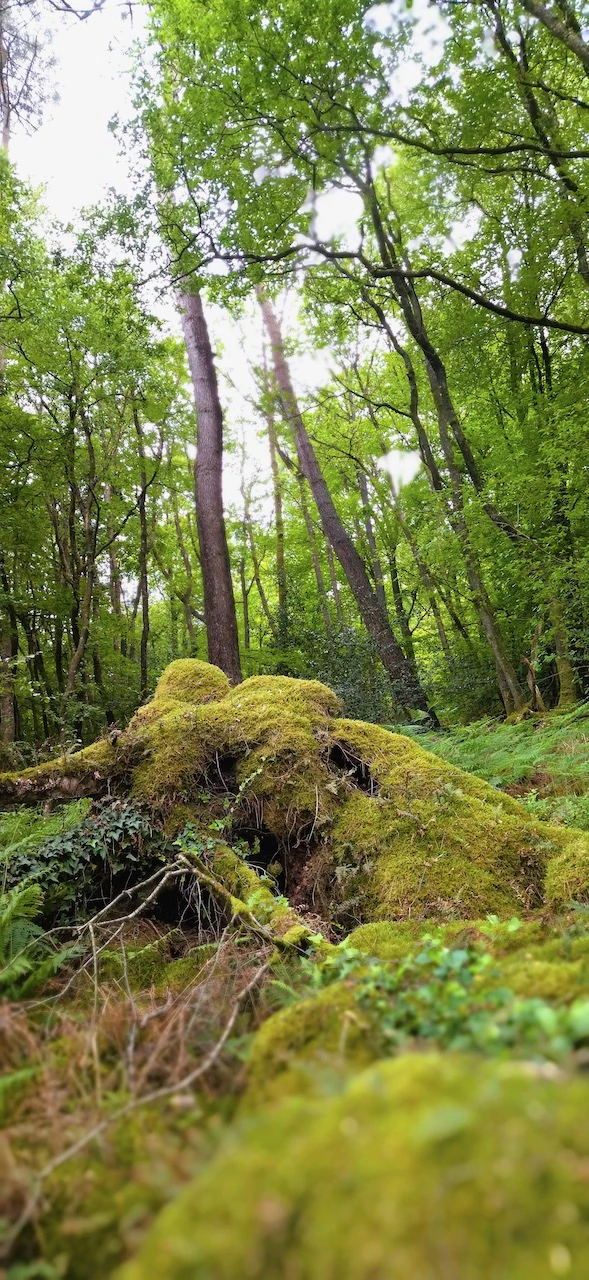 Nature apaisante et ancrage en sophrologie